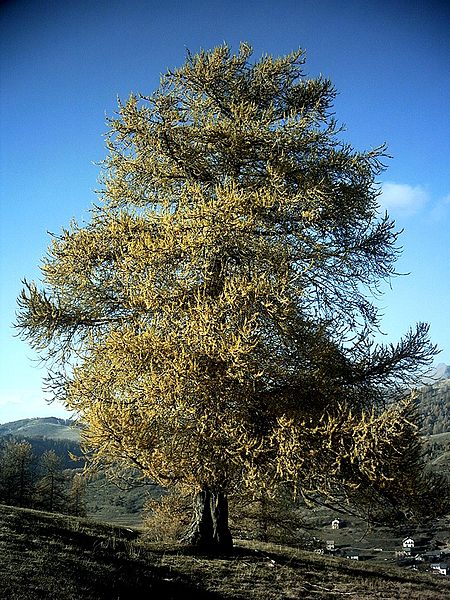 450px-Larix decidua autumn.jpg