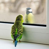 3 попугай и окно.jpg