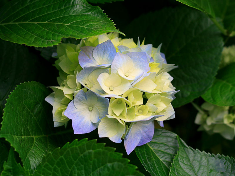 Файл:Hydrangeas.jpg